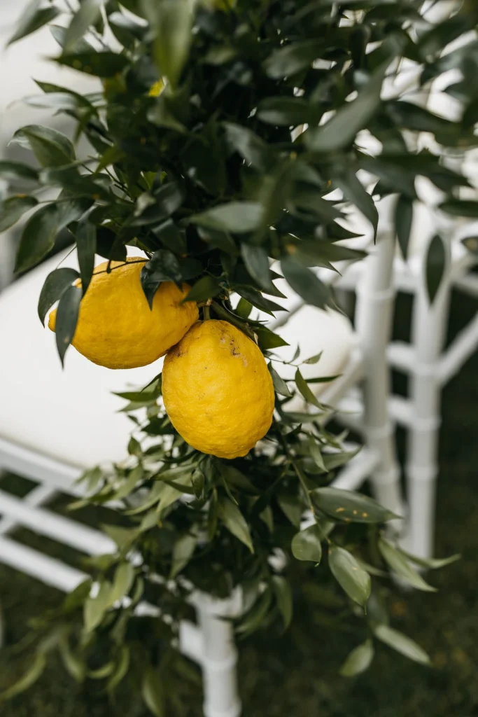 Ravello Wedding at Belmond Hotel Caruso – Amalfi Coast Destination Wedding 4 Close-up of lemons hanging from a lemon tree